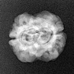 2 Mukhi Rudraksha 22.9mm 1.93gm - Xray