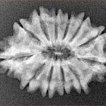 12 Mukhi Rudraksha 25.2mm 2.72gm - Xray