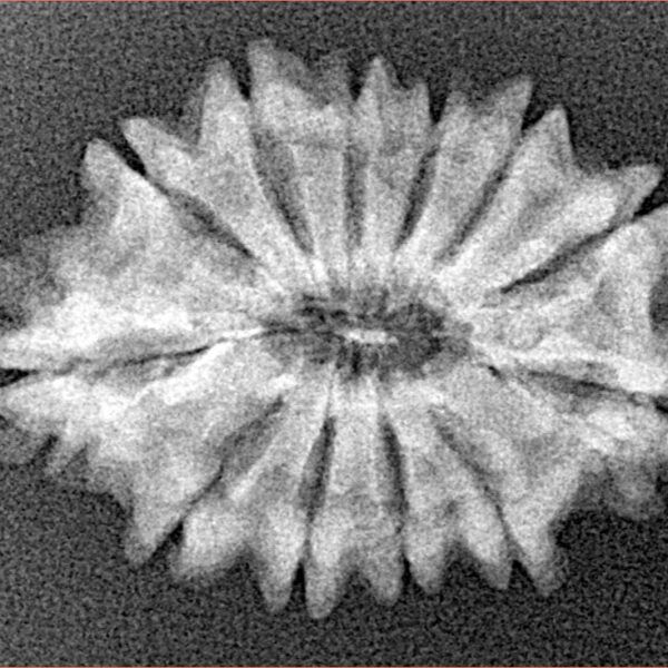 12 Mukhi Rudraksha 25.2mm 2.72gm - Xray