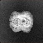 2 Mukhi Rudraksha 21.2mm 1.8gm - Xray