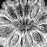 12 Mukhi Rudraksha 36.5mm 10.17gm - Xray