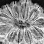 11 Mukhi Rudraksha 35mm 8.23gm - Xray