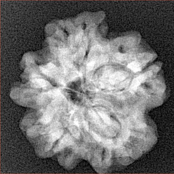 1MK(Underdeveloped) 22.4mm 3.78gm - Xray