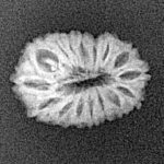 16 Mukhi Rudraksha 16.9mm 1gm - Xray