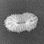 21 Mukhi Rudraksha 14.8mm 0.42gm - Xray