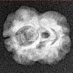 2 Mukhi Rudraksha 17.7mm 1.29gm - Xray