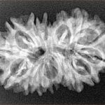 15 Mukhi Gaurishankar 29.8mm 4.09gm - Xray