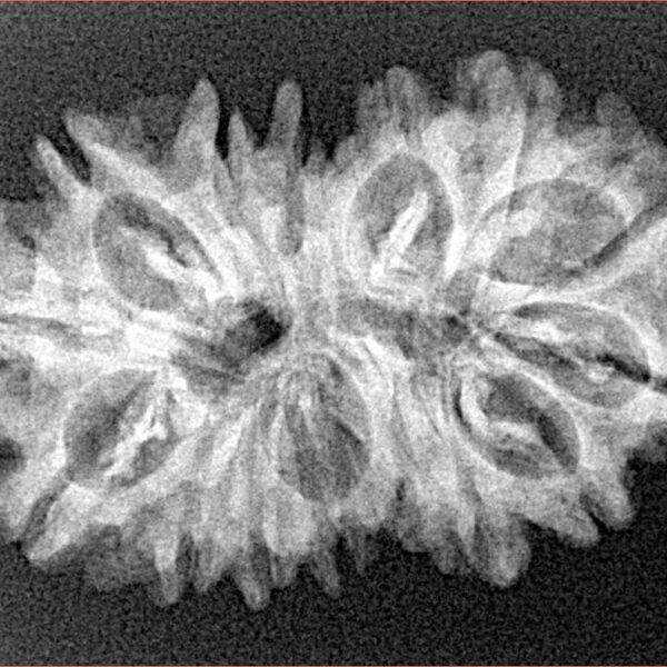 15 Mukhi Gaurishankar 29.8mm 4.09gm - Xray