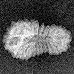 21 Mukhi Rudraksha 19.5mm 1.07gm - Xray