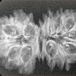 15 Mukhi Gaurishankar 34mm 2.88gm - Xray