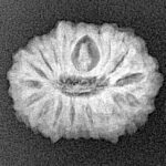 16 Mukhi Rudraksha 19.8mm 2gm - Xray