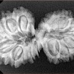 15 Mukhi Gaurishankar 34.8mm 5.25gm - Xray