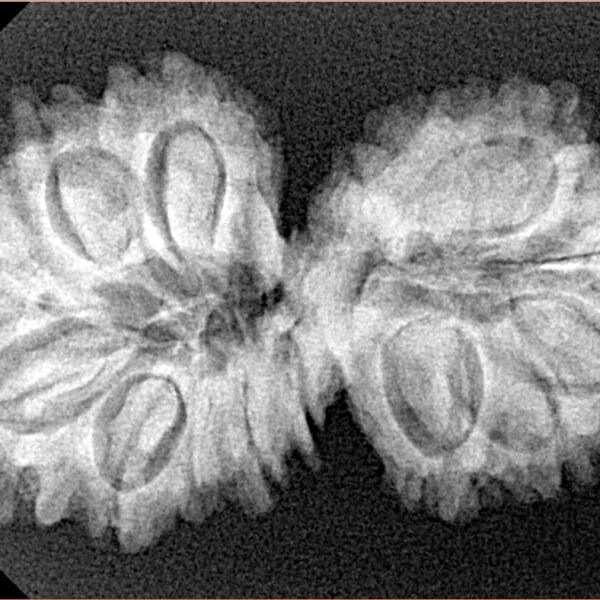 15 Mukhi Gaurishankar 34.8mm 5.25gm - Xray