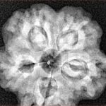 1MK(Underdeveloped) 22.8mm 4.4gm - Xray