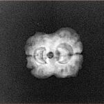 2 Mukhi Rudraksha 20.1mm 1.55gm - Xray