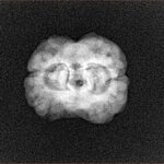 2 Mukhi Rudraksha 25.5mm 2.3gm - Xray