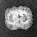 2 Mukhi Rudraksha 21.2mm 1.72gm - Xray