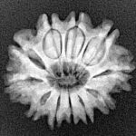 11 Mukhi Rudraksha 22.6mm 2.79gm - Xray