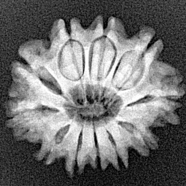 11 Mukhi Rudraksha 22.6mm 2.79gm - Xray