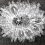 12 Mukhi Rudraksha 28.7mm 4.23gm - Xray