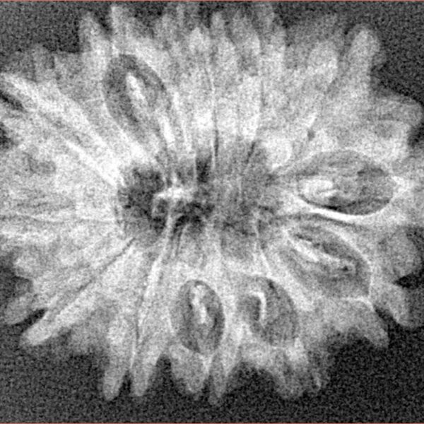 12 Mukhi Rudraksha 28.7mm 4.23gm - Xray