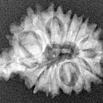 Sawar/Ganesh (14+1) 23.6mm 2.28gm - Xray