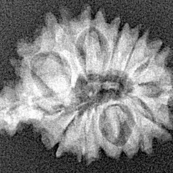 Sawar/Ganesh (14+1) 23.6mm 2.28gm - Xray