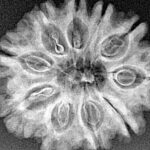 10 Mukhi Rudraksha 27.3mm 4.25gm - Xray