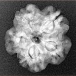 1MK(Underdeveloped) 22.1mm 3.89gm - Xray