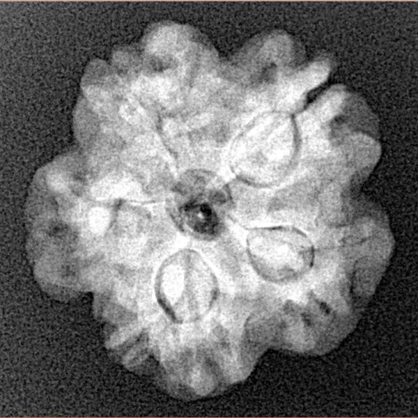 1MK(Underdeveloped) 22.1mm 3.89gm - Xray