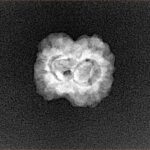2 Mukhi Rudraksha 19.7mm 1.4gm - Xray