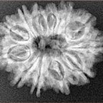 12 Mukhi Rudraksha 25.6mm 3.88gm - Xray