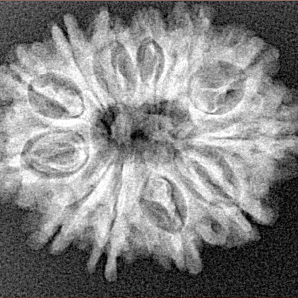 12 Mukhi Rudraksha 25.6mm 3.88gm - Xray