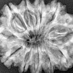 11 Mukhi Rudraksha 29mm 4.75gm - Xray