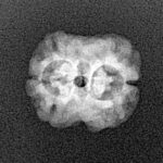 2 Mukhi Rudraksha 17.4mm 1.38gm - Xray