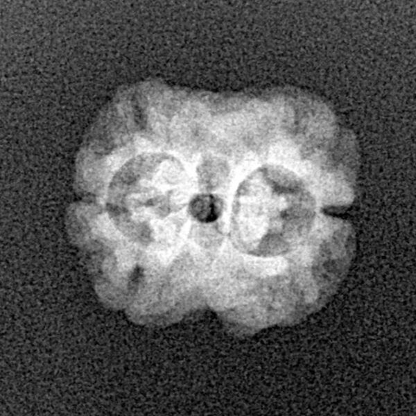 2 Mukhi Rudraksha 17.4mm 1.38gm - Xray