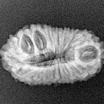 18 Mukhi Rudraksha 23.9mm 1.82gm - Xray