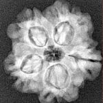 1MK(Underdeveloped) 22.5mm 3.78gm - Xray