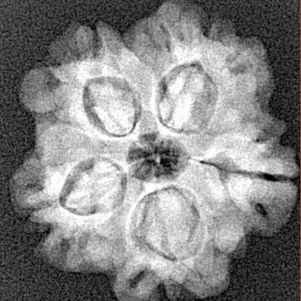 1MK(Underdeveloped) 22.5mm 3.78gm - Xray