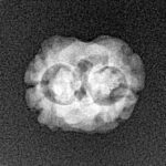 2 Mukhi Rudraksha 17.5mm 1.14gm - Xray