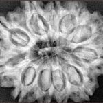 11 Mukhi Rudraksha 31.3mm 7gm - Xray