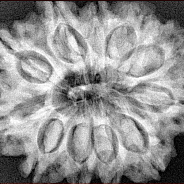 11 Mukhi Rudraksha 31.3mm 7gm - Xray