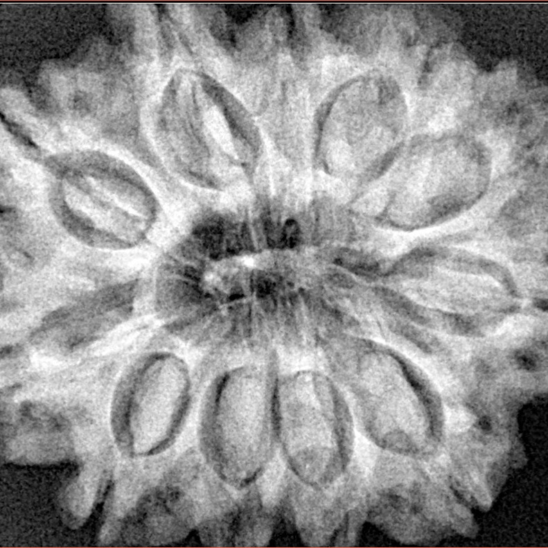 11 Mukhi Rudraksha 31.3mm 7gm - Xray