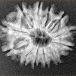 12 Mukhi Rudraksha 24.4mm 3.41gm - Xray