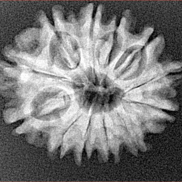 12 Mukhi Rudraksha 24.4mm 3.41gm - Xray