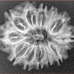 12 Mukhi Rudraksha 26.4mm 2.91gm - Xray