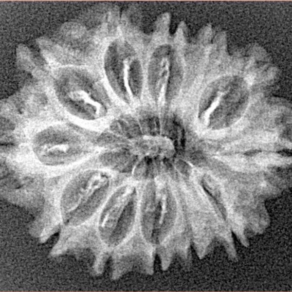 12 Mukhi Rudraksha 26.4mm 2.91gm - Xray