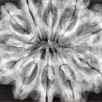 11 Mukhi Rudraksha 34mm 8gm - Xray