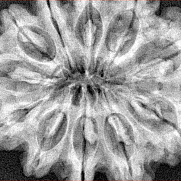 11 Mukhi Rudraksha 34mm 8gm - Xray