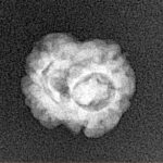 2 Mukhi Rudraksha 17.6mm 1.37gm - Xray